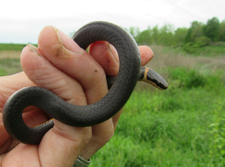 Northern Ringneck Snake